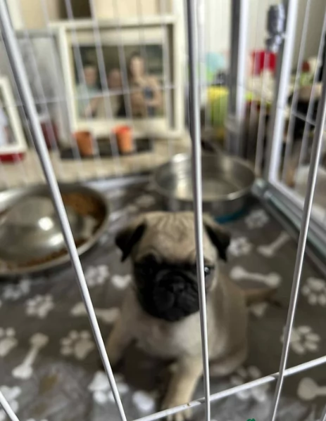 meravigliosi carlino di razza pura taglia picola per adozione | Foto 2