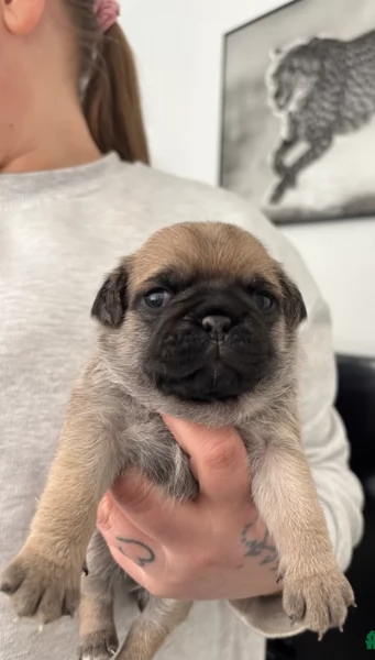 meravigliosi carlino di razza pura taglia picola per adozione