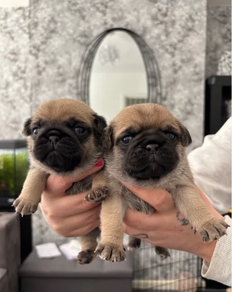 meravigliosi carlino di razza pura taglia picola per adozione | Foto 1