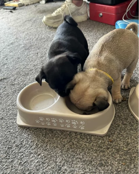 meravigliosi carlino di razza pura taglia picola per adozione | Foto 0