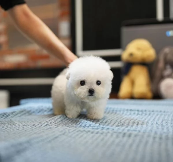 Bichon Maltes toy in cerca di adozione | Foto 1