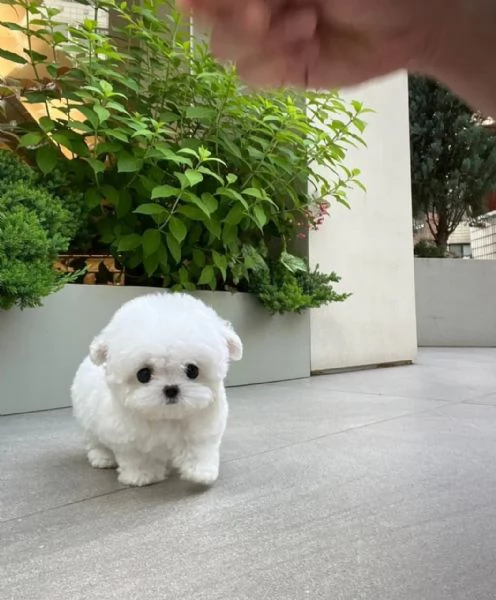 Bichon Maltes toy in cerca di adozione | Foto 0