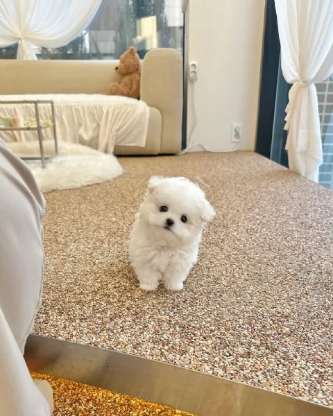 Bichon Maltes toy in cerca di adozione