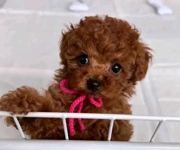 Cucciolate di barboncino toy