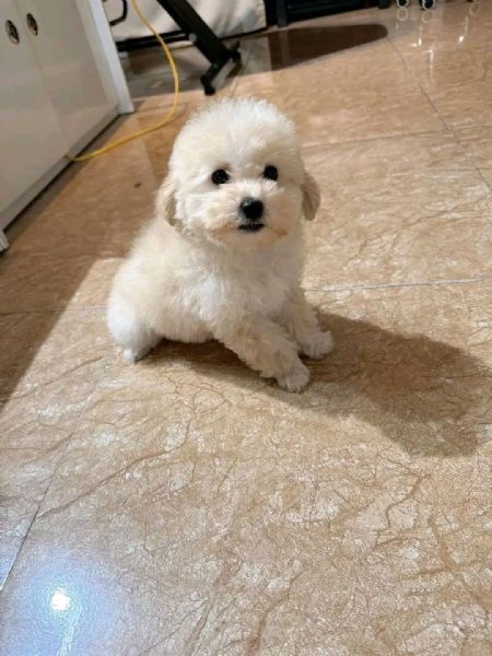 Barboncini  barboncini toy | Foto 0