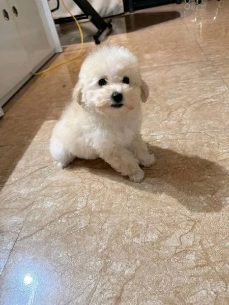 Barboncini  barboncini toy | Foto 0