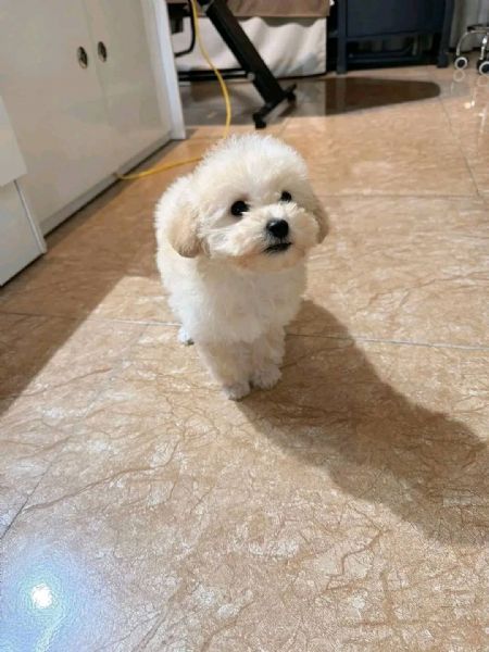 Barboncini  barboncini toy