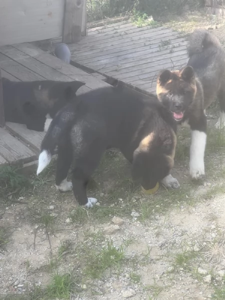 Cucciolo di Akita Americano | Foto 4