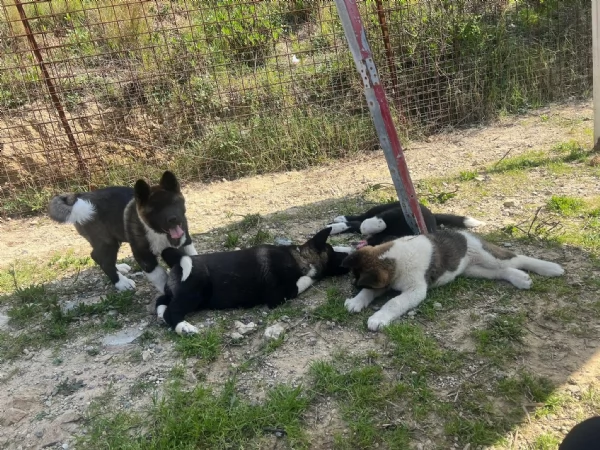 Cucciolo di Akita Americano | Foto 2