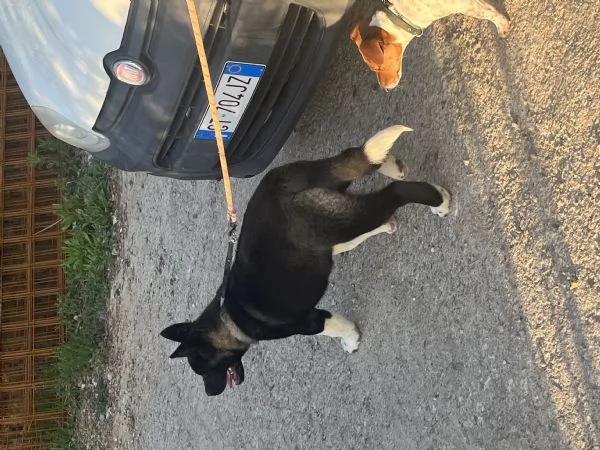 Cucciolo di Akita Americano | Foto 1