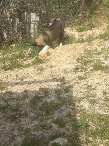 Cucciolo di Akita Americano | Foto 0