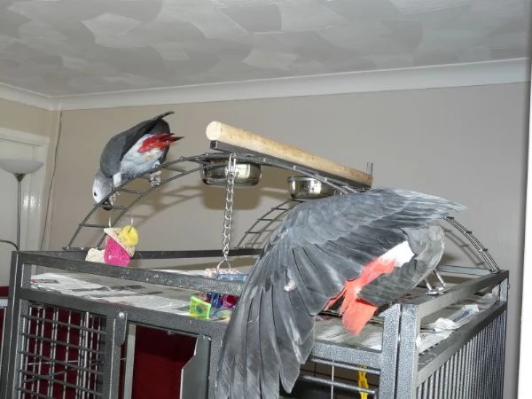 regalo pappagalli grigi africani | Foto 1