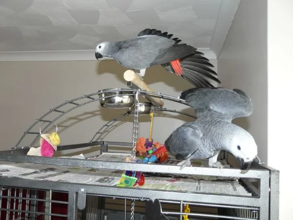 regalo pappagalli grigi africani | Foto 0