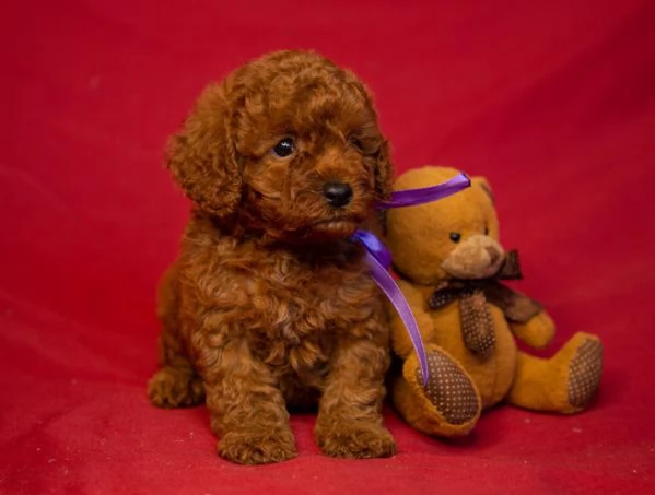 Cuccioli di Barboncino Toy | Foto 0
