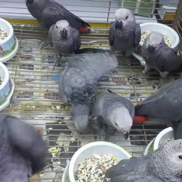 Adorabili pappagalli allevati a mano in cerca di una casa amorevole | Foto 1