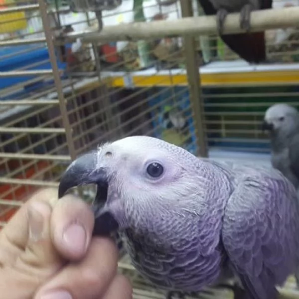 Adorabili pappagalli allevati a mano in cerca di una casa amorevole | Foto 0