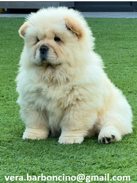 Regalo Bianchi cuccioli di Chow Chow Cuccioli di Chow Chow bianchi  crema  molto belli Maschi e f