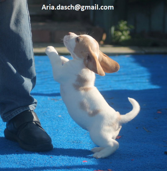 Regalo Cuccioli di Beagle Disponibili bellissimi cuccioli di Beagle taglia standard mantello tipico 