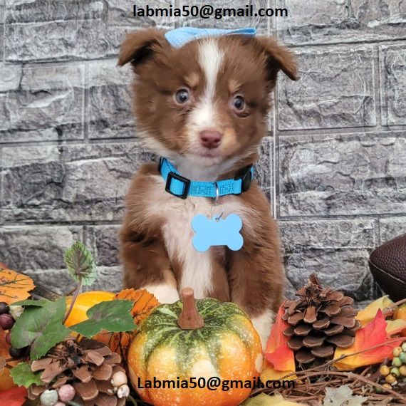 disponibili cuccioli di Pastore australiano per adozione i cuccioli verranno consegnati con microchi