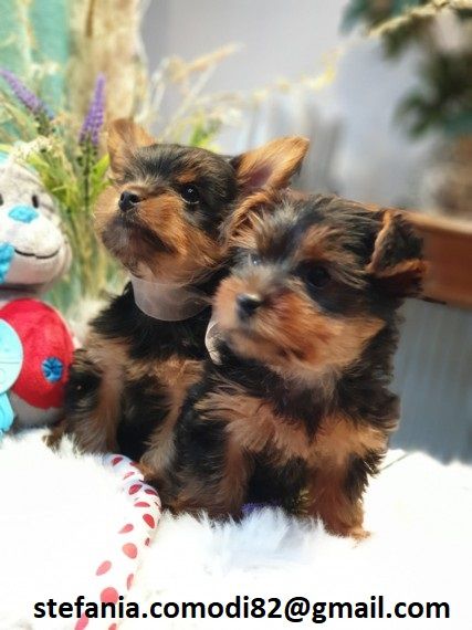 disponibili cuccioli di Yorkshire Terrier per adozione i cuccioli verranno consegnati con microchip 