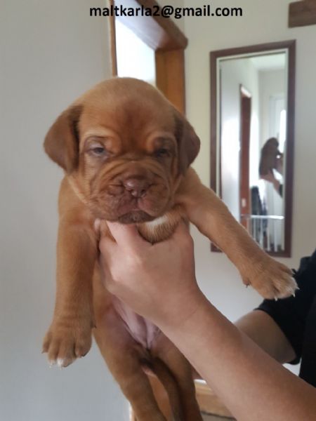 Dogue Bordeaux CUCCIOLI MASCHIO E FEMMINA bellissimi cuccioli di Dogue Bordeaux maschio e femmina