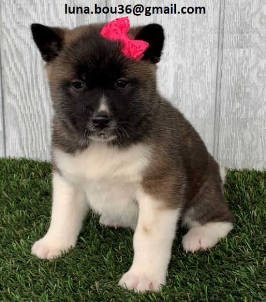 Regalo Cuccioli Akita Inu Disponibili bellissimi cuccioli di Akita Inu genitori visibili i cucciol