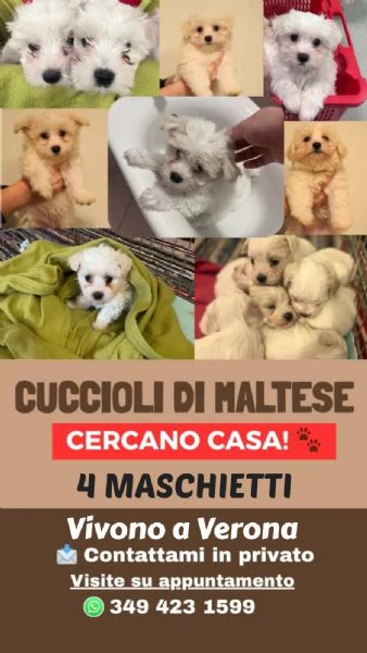 Cuccioli di Maltese