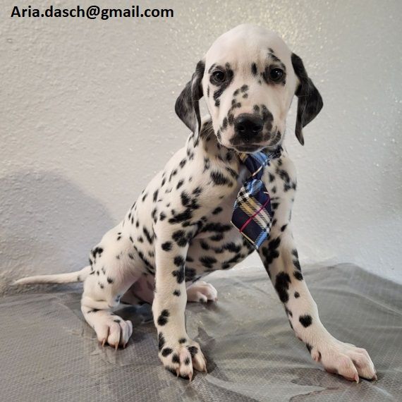 Regalo Bianchi cuccioli di dalmata Cuccioli di dalmata molto belli Maschi e femmine I cuccioli so