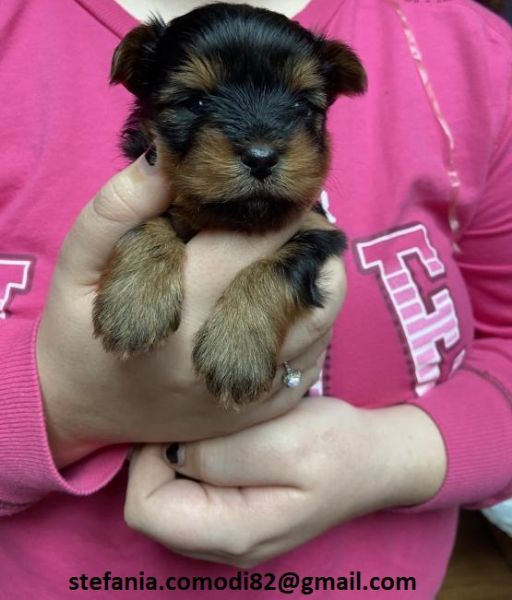 disponibili cuccioli di Yorkshire Terrier per adozione i cuccioli verranno consegnati con microchip 