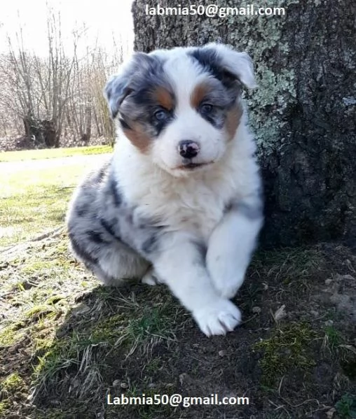 disponibili cuccioli di Pastore australiano per adozione i cuccioli verranno consegnati con microchi