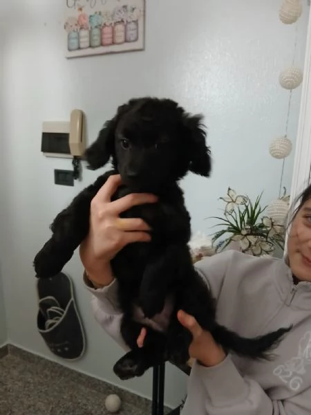 Regalo cucciolo di taglia piccola 