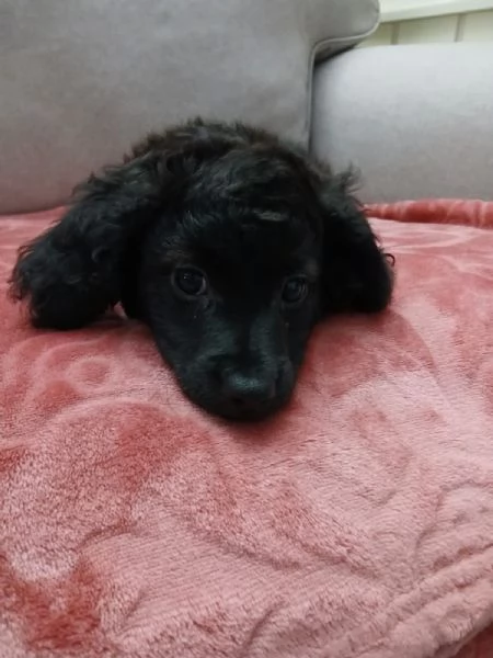 Regalo cucciolo di taglia piccola  | Foto 4