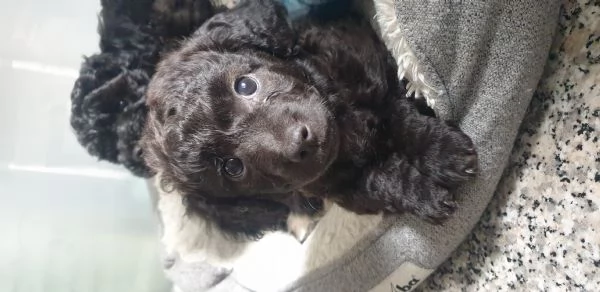 Regalo cucciolo di taglia piccola  | Foto 3