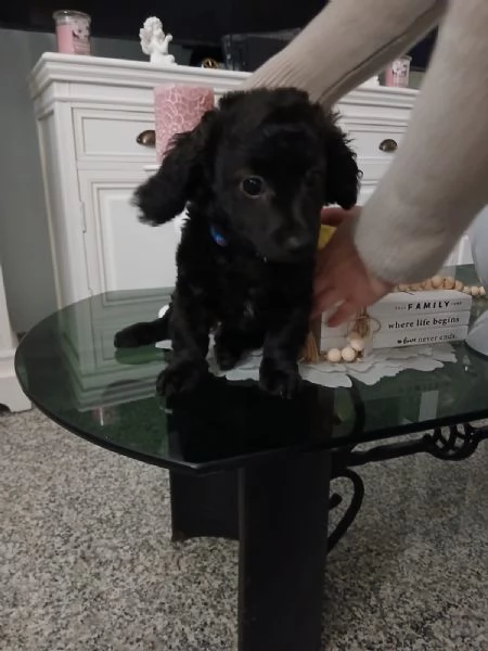 Regalo cucciolo di taglia piccola  | Foto 2