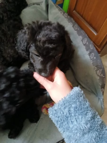 Regalo cucciolo di taglia piccola  | Foto 1