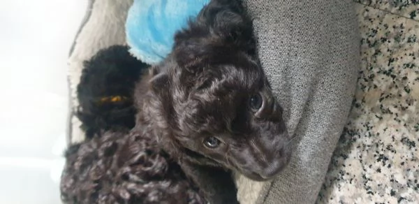 Regalo cucciolo di taglia piccola  | Foto 0