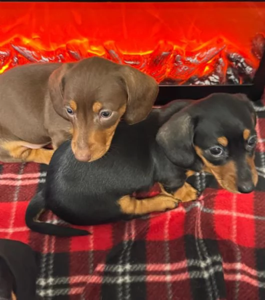 Splendidi cuccioli di Bassotto | Foto 1