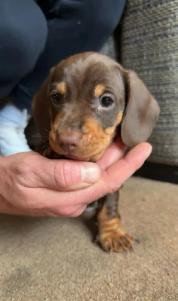 Splendidi cuccioli di Bassotto | Foto 3