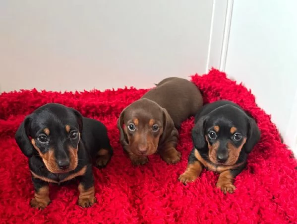 Splendidi cuccioli di Bassotto | Foto 0