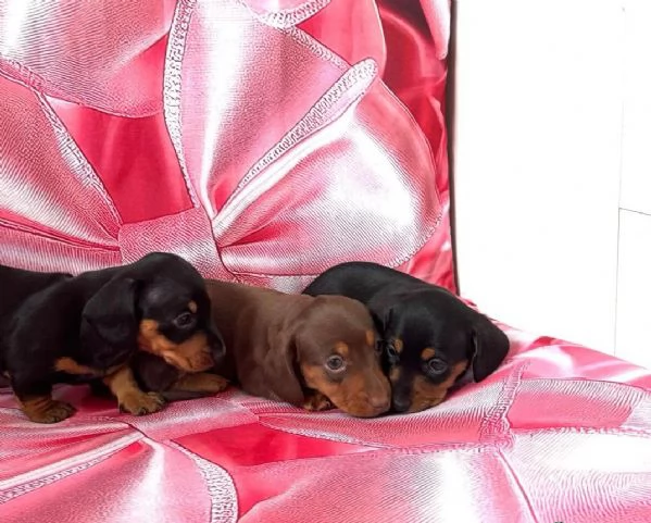 Splendidi cuccioli di Bassotto | Foto 5