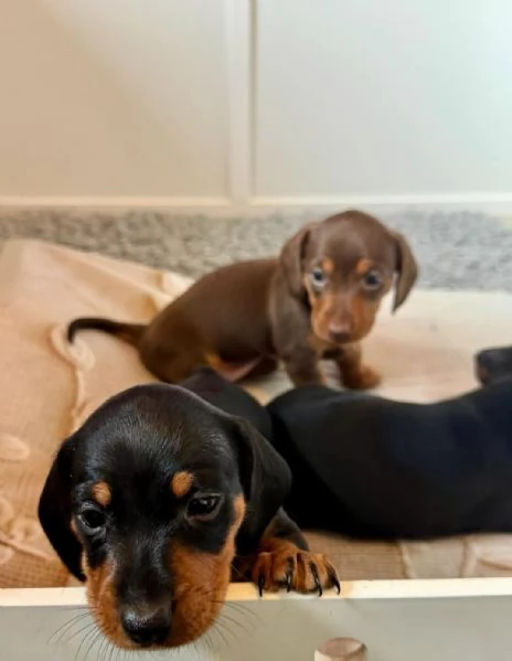 Splendidi cuccioli di Bassotto | Foto 4