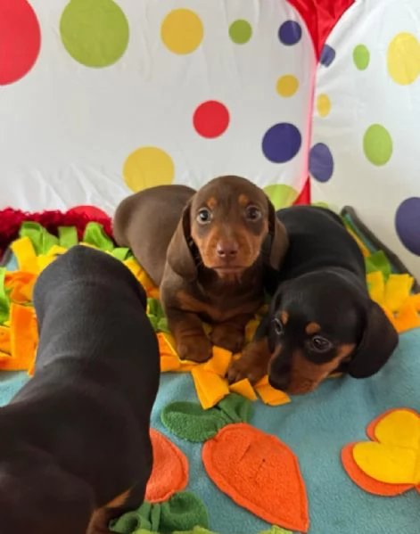 Splendidi cuccioli di Bassotto | Foto 1