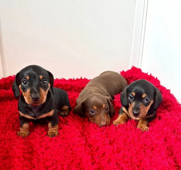 Splendidi cuccioli di Bassotto | Foto 4