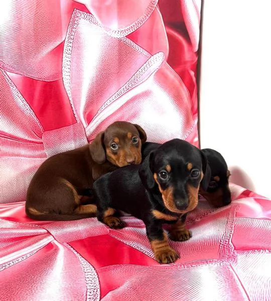 Splendidi cuccioli di Bassotto