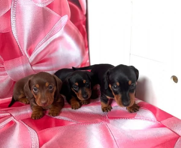 Splendidi cuccioli di Bassotto | Foto 2