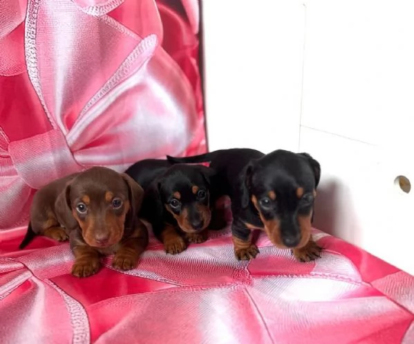 Splendidi cuccioli di Bassotto | Foto 2