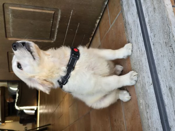 Cucciola golden retriver