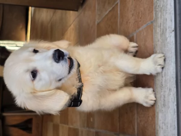 Cucciola golden retriver | Foto 3