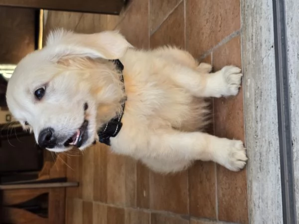 Cucciola golden retriver | Foto 2