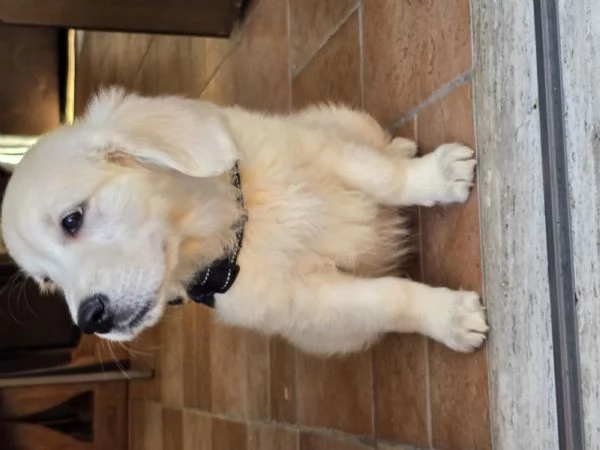 Cucciola golden retriver | Foto 0